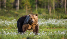 Brown bear population dips in Finland