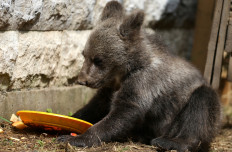 Orphaned bear Aida finds home in Sarajevo Zoo after rescue from the wild