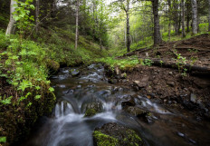 A stream flows through Mogilsa Forest close to Reykjavik, Iceland on May 21, 2019. 