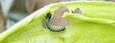 Coordinated global action best way to control fall armyworm