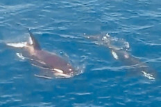 Killer whales sighted in Terengganu waters