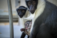 A two-week-old monkey cub of the Cercopithecus roloway family, one of the 25 most endangered primate species in the world, is pictured with its mother, Nyaga, at the zoo in Mulhouse, eastern France, on March 15, 2016
