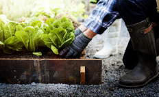 Gray fingers: Aging Singapore uses gardening to fight loneliness