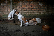 Dharma Dogs: Buddhist chants calm stray Myanmar mutts