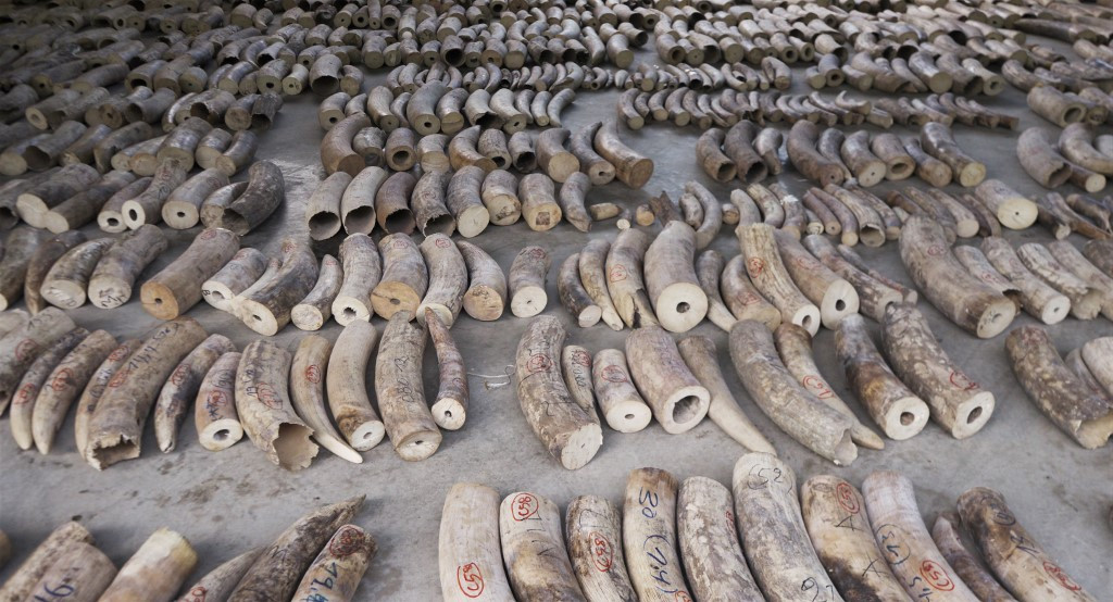 Singapore makes its biggest ever illegal ivory seizure