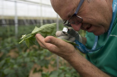 Spanish farmer Antonio Zamora works at his pepper plant's greenhouse in Dalias, near El Ejido on July 1, 2019. 