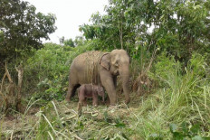 Aceh elephant gives birth to female calf, netizens encouraged to vote on name