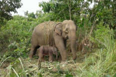Riau elephant calf Puan dies from complications on Valentine's Day