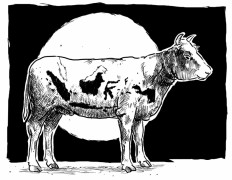 Muslim cleric dies after being struck by 'qurban' cow