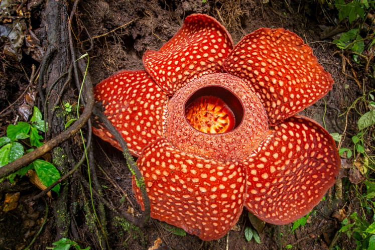 Rafflesia is an endemic flower of Bengkulu. 