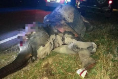 Wild elephant dies after being run over by lorry in Hulu Terengganu 