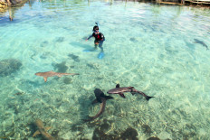 Clear blue: A tourist is surrounded by sharks in Karimun Jawa, Central Java, in this undated file photo.