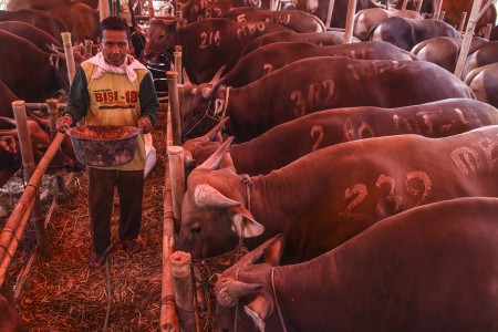A cattle trader prepares feed for his livestock on July 10, 2019, as he awaits buyers for Idul Adha (Day of Sacrifice) at a makeshift pen in Jakarta.