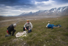This undated handout released by the Norwegian Polar Institute shows scientists kneeling next to a reindeer cadaver in the Arctic archipelago Svalbard. 