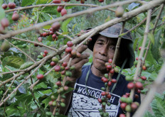 Cocoa, coffee industry cries out for EU pact to sweeten trade