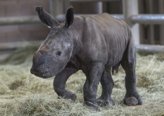 Southern white rhino born at US zoo, could help save species