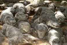 Crocodiles hunt in flooded Indian city