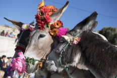 'Cleopatra' wows Morocco village at donkey pageant