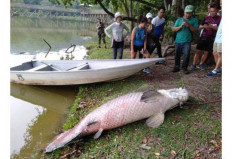 Fish from Amazon found dead in Malaysia lake 