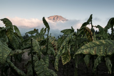 The rich tobacco fields of Central Java and the cloud-ringed summit of Mount Sumbing. JP/Dottie Bond