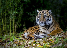 The Sumatran tiger is the only surviving tiger species in Indonesia.