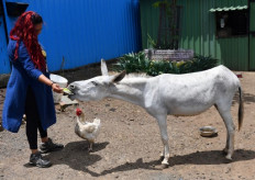 Donkey diva: Singing beast of burden becomes Indian sensation