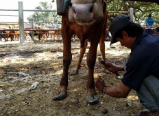 Dwi trims the hoof of a cow using a chisel that is otherwise commonly used by carpenters. JP/Asip Hasani