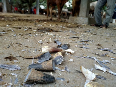 Flakes and pieces of a cow’s horn and hooves are seen at the “cow salon” at the Dimoro market. JP/Asip Hasani