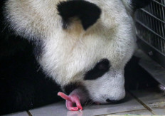 This handout picture released on Aug. 9, 2019 by the Pairi Daiza animal park shows a panda carrying one of its two cubs in its mouth shortly after their birth in Brugelette.