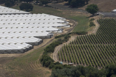 A cannabis growing operation (L) that was constructed in March is seen next to Fiddlestix vineyards (R) in the Santa Ynez Valley northwest of Santa Barbara, California on August 6, 2019. 