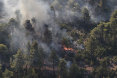 Fire burns forest near Stavros village on the island of Evia, northeast of Athens, on August 14, 2019. 