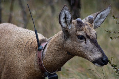 Discovery of Omicron in deer raises concern over possible new variants