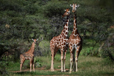 Wildlife meeting backs more protection for giraffes