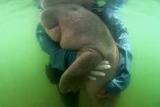 This file picture taken on May 24, 2019 shows Mariam the dugong as she is cared for by park officials and veterinarians from the Phuket Marine Biological Centre on Libong island, Trang province in southern Thailand. A sick baby dugong whose fight for recovery won hearts in Thailand and cast a spotlight on ocean conservation died from an infection quickened by bits of plastic lining her stomach, officials said on August 17, 2019. 