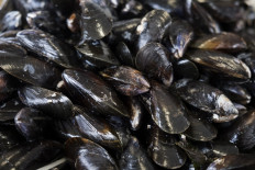 In this file photo taken on October 31, 2018 mussels are pictured in the port of Grandcamp-Maisy on the Normandy coast, northwestern France. 