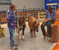 The benefits of keeping pets healthy