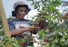 Coffee farmers yet to benefit from millennial caffeine craze