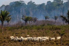 Brazil's army fights Amazon fires after hundreds more flare up
