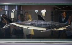 CITES votes to protect endangered mako sharks