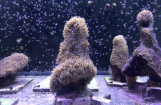 Pillar corals in a water tank at the labs of The Florida Aquarium Conservation Center in Apollo Beach where recently the spawning occurred on August 22, 2019, in Apollo Beach, Florida. 