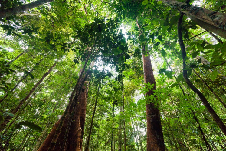 Lush jungle vegetation in a virgin rainforest of the Aru islands, Maluku