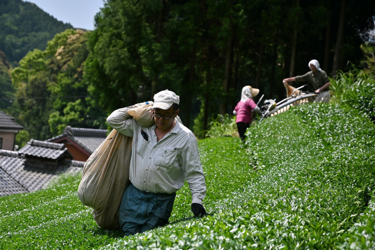 This photo taken on May 16, 2019 shows farmers harvesting matcha tea leaves in Fujieda, Shizuoka prefecture.