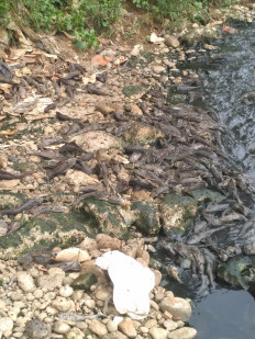 Bogor administration warns of heavy pollution in Cileungsi River