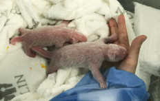 Berlin zoo delights in rare birth of panda twins