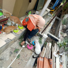 A woman gives food to stray cats in a practice known as "street feeding". (Courtesy of Isnaini Solikhah)