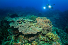 Peran global Indonesia dalam perlindungan dan keberlanjutan laut