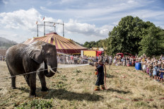 Denmark to retire its last four circus elephants