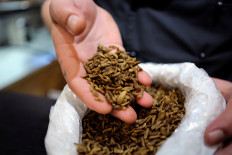 Chef Mario Barnard scoops out a handful of Black soldier fly larvae at the Insect Experience Restaurant in Cape Town, South Africa, on August 23, 2019. 