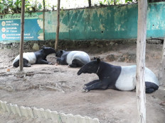 North Sumatra tapir to be returned to wild after giving birth