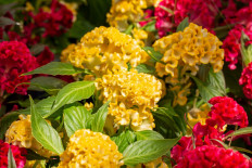 Newly opened celosia flower park seeks to lure tourists to Kudus